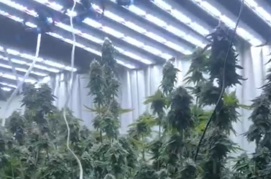 If you are looking for a reliable China direct factory for cannabis grow light 