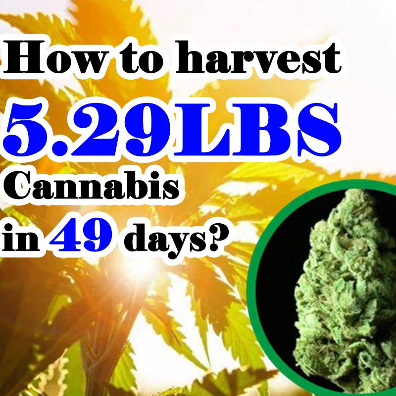 How to harvest 5.29LBS Cannabis in 49 days?