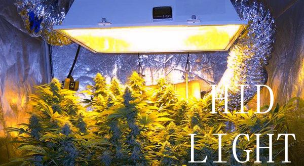 How much do you know about plant lights and growing lights?