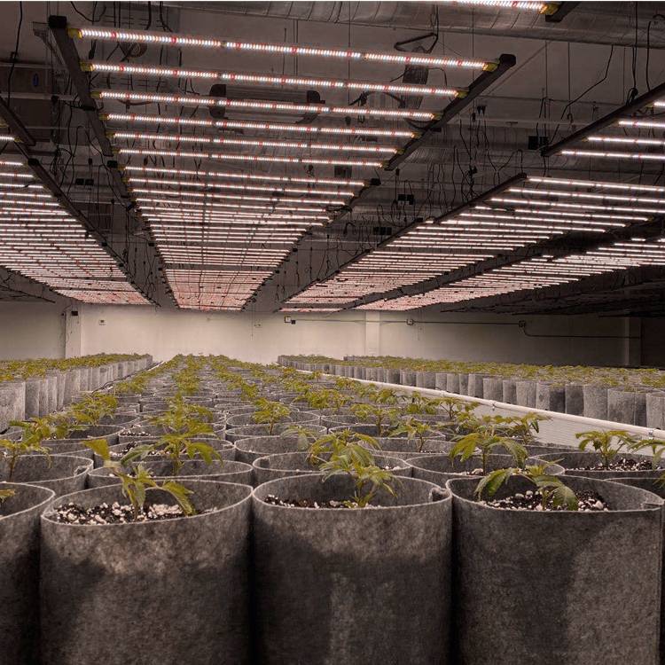 Are LED grow lights good for growing plants indoors?